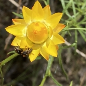 Eleale pulchra at Mount Ainslie NR (ANR) - 6 Nov 2023