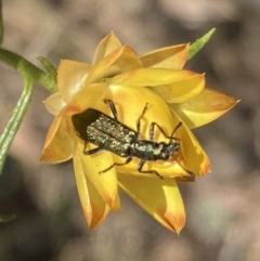 Eleale aspera (Clerid beetle) at Majura, ACT - 6 Nov 2023 by SilkeSma