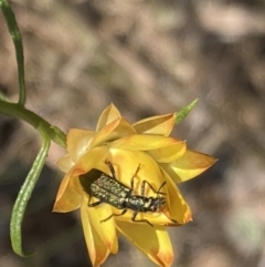 Eleale aspera at Mount Ainslie NR (ANR) - 6 Nov 2023