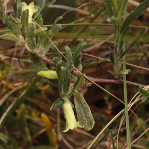 Billardiera scandens at Canberra Central, ACT - 6 Nov 2023