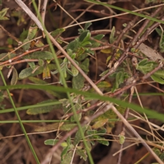 Billardiera scandens at Canberra Central, ACT - 6 Nov 2023