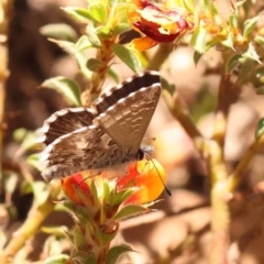 Neolucia agricola (Fringed Heath-blue) at Canberra Central, ACT - 6 Nov 2023 by ConBoekel
