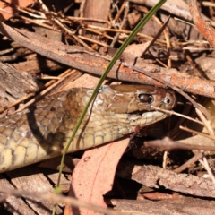 Pseudonaja textilis (Eastern Brown Snake) at ANBG South Annex - 5 Nov 2023 by ConBoekel