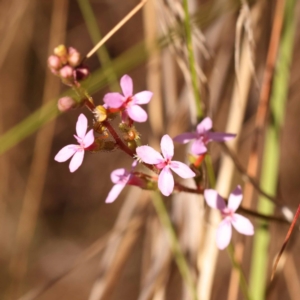 Stylidium graminifolium at Canberra Central, ACT - 6 Nov 2023