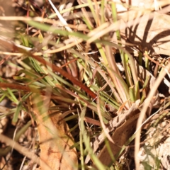 Stylidium graminifolium at Canberra Central, ACT - 6 Nov 2023 10:05 AM