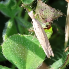 Unidentified Moth (Lepidoptera) at WREN Reserves - 5 Nov 2023 by KylieWaldon