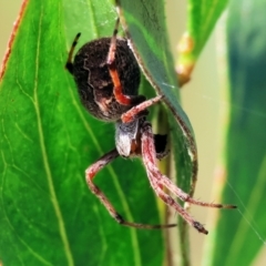 Salsa fuliginata (Sooty Orb-weaver) at Wodonga - 5 Nov 2023 by KylieWaldon