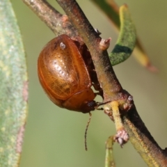 Dicranosterna semipunctata (Leaf beetle) at Wodonga, VIC - 6 Nov 2023 by KylieWaldon