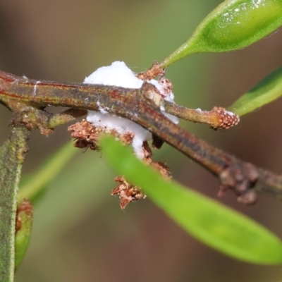 Unidentified Scale insect or Mealybug (Hemiptera, Coccoidea) at Wodonga - 5 Nov 2023 by KylieWaldon