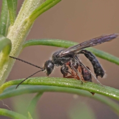 Tiphiidae (family) (Unidentified Smooth flower wasp) at ANBG South Annex - 5 Nov 2023 by ConBoekel