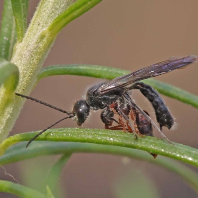 Tiphiidae sp. (family) (Unidentified Smooth flower wasp) at Canberra Central, ACT - 5 Nov 2023 by ConBoekel