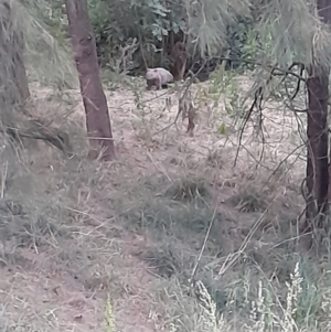 Vombatus ursinus at Macgregor, ACT - 6 Nov 2023 07:32 PM