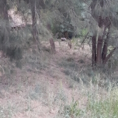 Vombatus ursinus at Macgregor, ACT - 6 Nov 2023