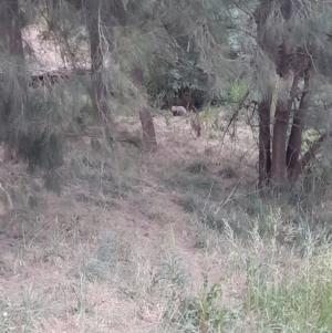 Vombatus ursinus at Macgregor, ACT - 6 Nov 2023 07:32 PM