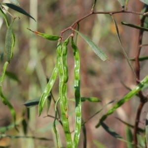 Acacia verniciflua at Wodonga, VIC - 6 Nov 2023