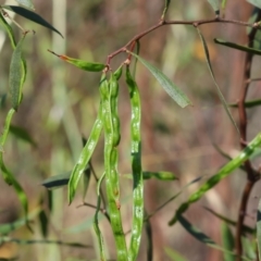 Acacia verniciflua (Varnish Wattle) at Wodonga - 5 Nov 2023 by KylieWaldon
