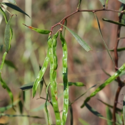 Acacia verniciflua (Varnish Wattle) at Wodonga, VIC - 5 Nov 2023 by KylieWaldon
