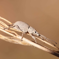 Merimnetes oblongus (Radiata pine shoot weevil) at Black Mountain NR (BMS) - 5 Nov 2023 by ConBoekel