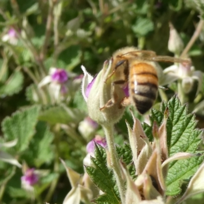 Apis mellifera (European honey bee) at Emu Creek - 6 Nov 2023 by JohnGiacon