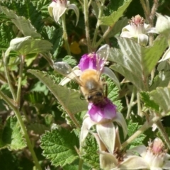 Apis mellifera at Belconnen, ACT - 6 Nov 2023