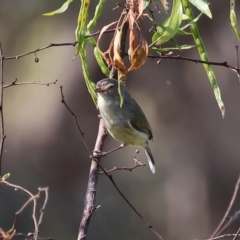 Smicrornis brevirostris (Weebill) at Wodonga, VIC - 6 Nov 2023 by KylieWaldon