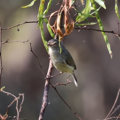 Smicrornis brevirostris (Weebill) at WREN Reserves - 5 Nov 2023 by KylieWaldon