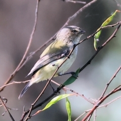 Smicrornis brevirostris at Wodonga, VIC - 6 Nov 2023 08:04 AM