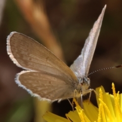 Zizina otis (Common Grass-Blue) at WREN Reserves - 6 Nov 2023 by KylieWaldon