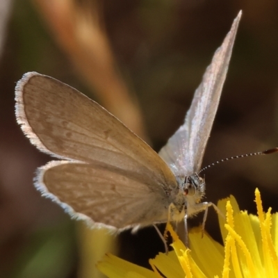 Zizina otis (Common Grass-Blue) at WREN Reserves - 6 Nov 2023 by KylieWaldon