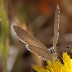 Unidentified at suppressed - 6 Nov 2023