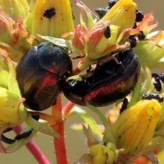 Chrysolina quadrigemina (Greater St Johns Wort beetle) at WREN Reserves - 5 Nov 2023 by KylieWaldon