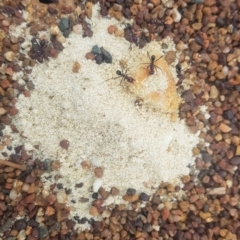 Iridomyrmex purpureus (Meat Ant) at Watson, ACT - 4 Nov 2023 by MAX