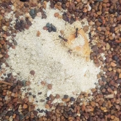 Iridomyrmex purpureus (Meat Ant) at Mount Majura - 4 Nov 2023 by MAX