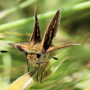 Taractrocera papyria at WREN Reserves - 6 Nov 2023 08:14 AM