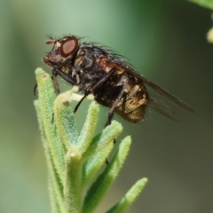 Calliphora stygia (Brown blowfly or Brown bomber) at Wodonga, VIC - 6 Nov 2023 by KylieWaldon