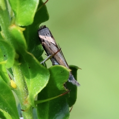 Unidentified Moth (Lepidoptera) at Wodonga, VIC - 6 Nov 2023 by KylieWaldon