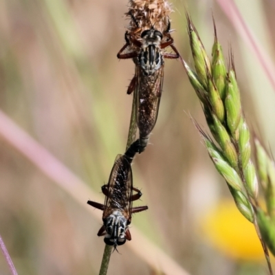 Unidentified Robber fly (Asilidae) at Wodonga - 5 Nov 2023 by KylieWaldon