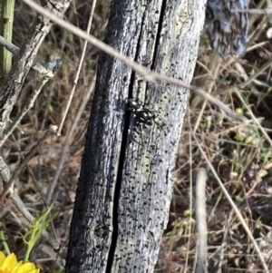 Sandalodes scopifer at Mount Ainslie - 6 Nov 2023