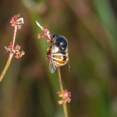 Ogcodes basalis at Murrumbateman, NSW - 6 Nov 2023 06:50 PM