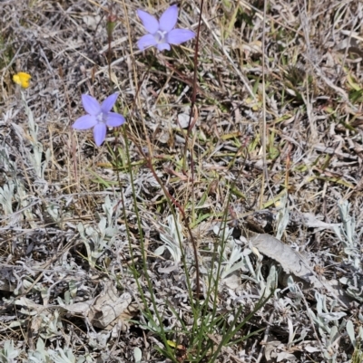 Wahlenbergia capillaris (Tufted Bluebell) at The Pinnacle - 28 Oct 2023 by sangio7