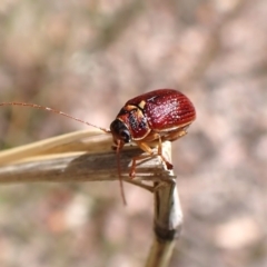 Cadmus (Cadmus) strigillatus at Aranda Bushland - 30 Oct 2023 by CathB