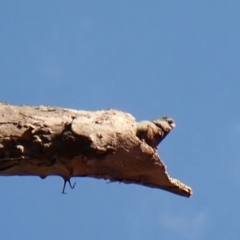 Callocephalon fimbriatum (identifiable birds) (Gang-gang Cockatoo (named birds)) at Cook, ACT - 6 Nov 2023 by CathB