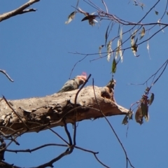 Callocephalon fimbriatum (identifiable birds) at Cook, ACT - 6 Nov 2023