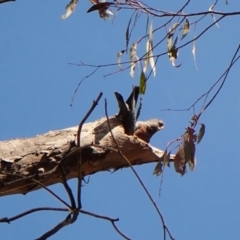 Callocephalon fimbriatum (identifiable birds) at Cook, ACT - 6 Nov 2023