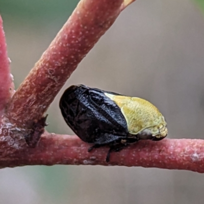 Chaetophyes compacta (Tube spittlebug) at Rugosa - 4 Nov 2023 by HelenCross