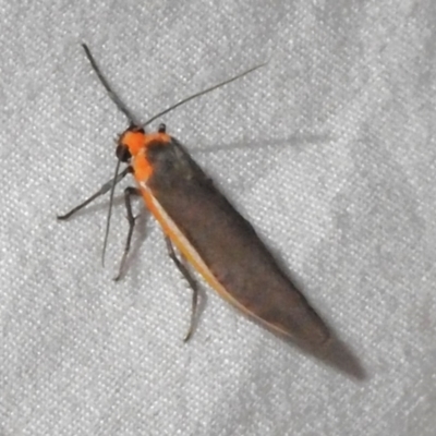 Palaeosia bicosta (Two-ribbed Footman) at ANBG - 3 Nov 2023 by JohnBundock