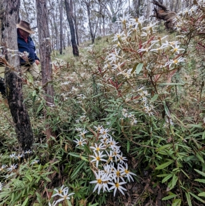 Olearia erubescens (Silky Daisybush) at Yass River, NSW - 4 Nov 2023 by HelenCross