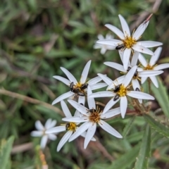 Olearia erubescens at Yass River, NSW - 4 Nov 2023