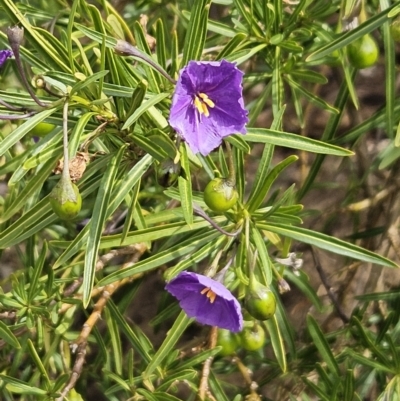 Solanum linearifolium (Kangaroo Apple) at The Pinnacle - 28 Oct 2023 by sangio7