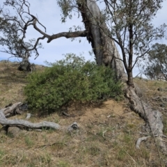 Solanum linearifolium at Belconnen, ACT - 28 Oct 2023 03:28 PM